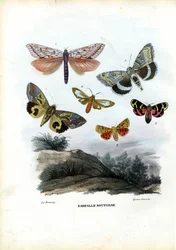 Butterflies, 1863-79